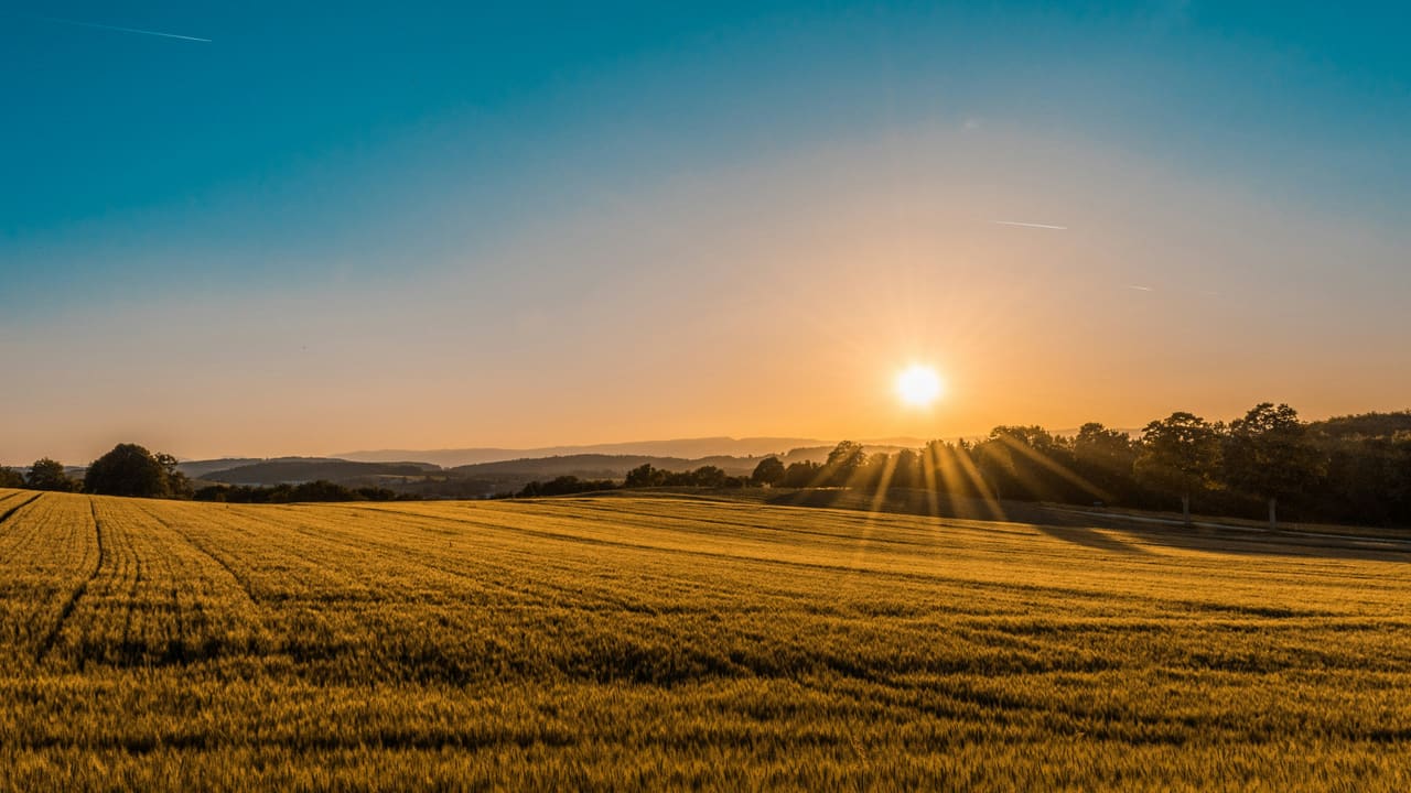 Weizenfeld im Abendlicht, Hügel am Horizont